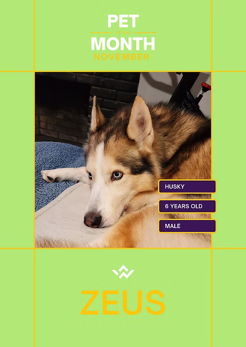 Zeus, November 2024 Pet of the Month