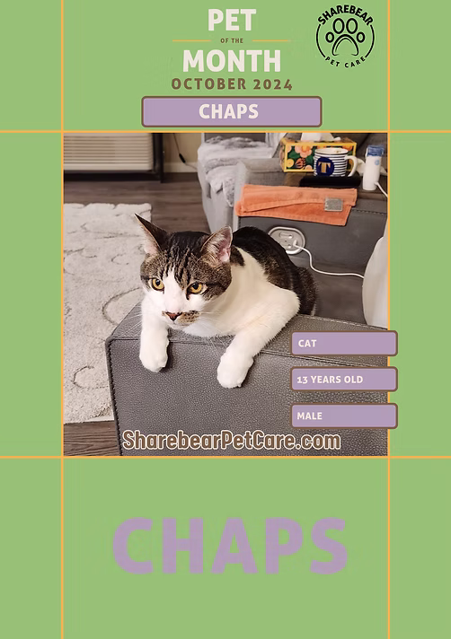 Chaps, October 2024 Pet of the Month