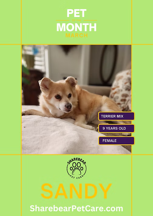 Sandy, March 2023 Pet of the Month