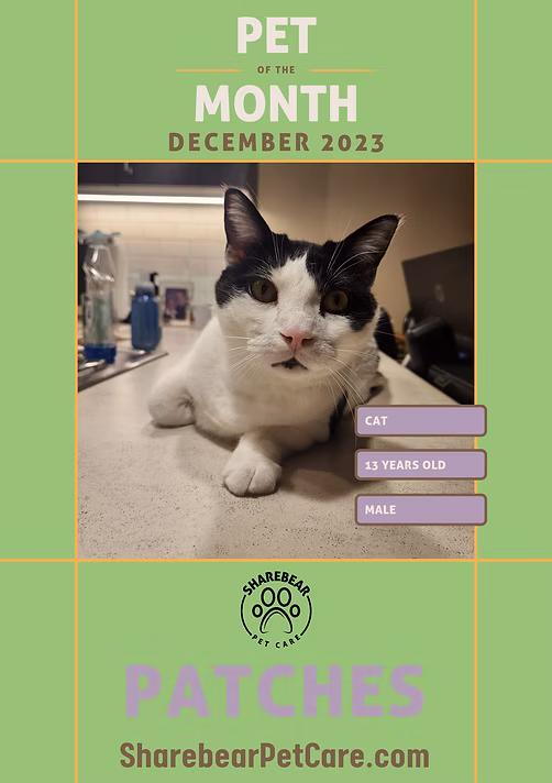Patches, December 2023 Pet of the Month