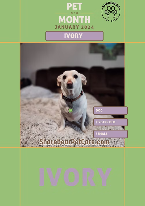 Ivory, January 2024 Pet of the Month