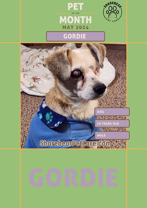 Gordie, May 2024 Pet of the Month