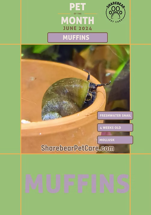 Muffins, June 2024 Pet of the Month