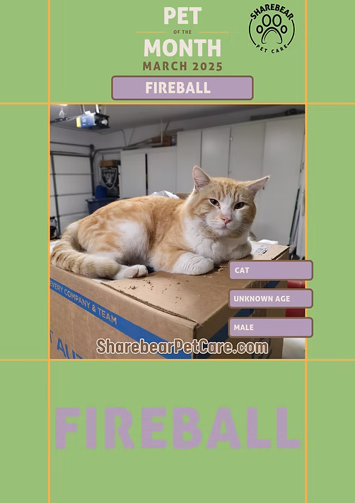 Fireball, March 2025 Pet of the Month