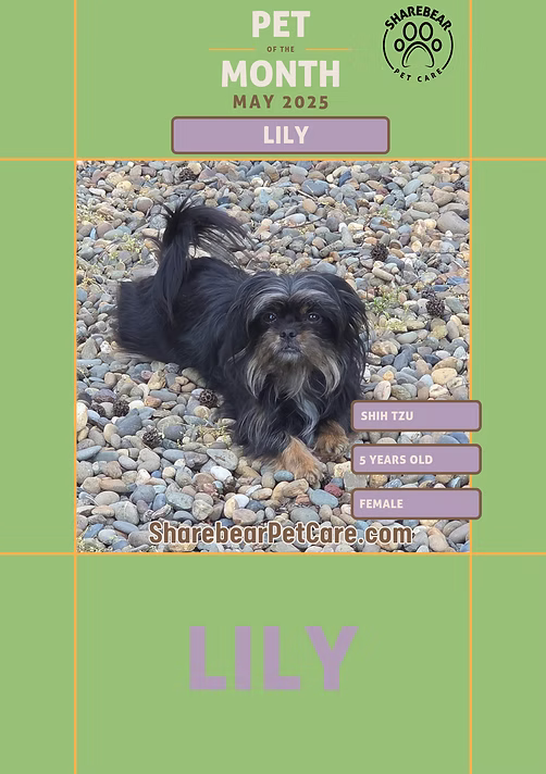 Lily, May 2025 Pet of the Month