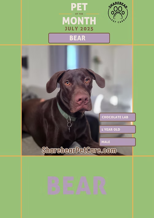 Bear, July 2025 Pet of the Month