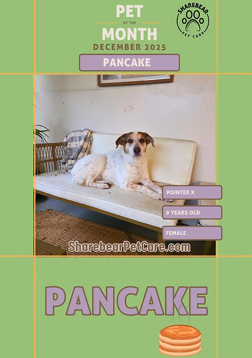 Pancake, December 2025 Pet of the Month