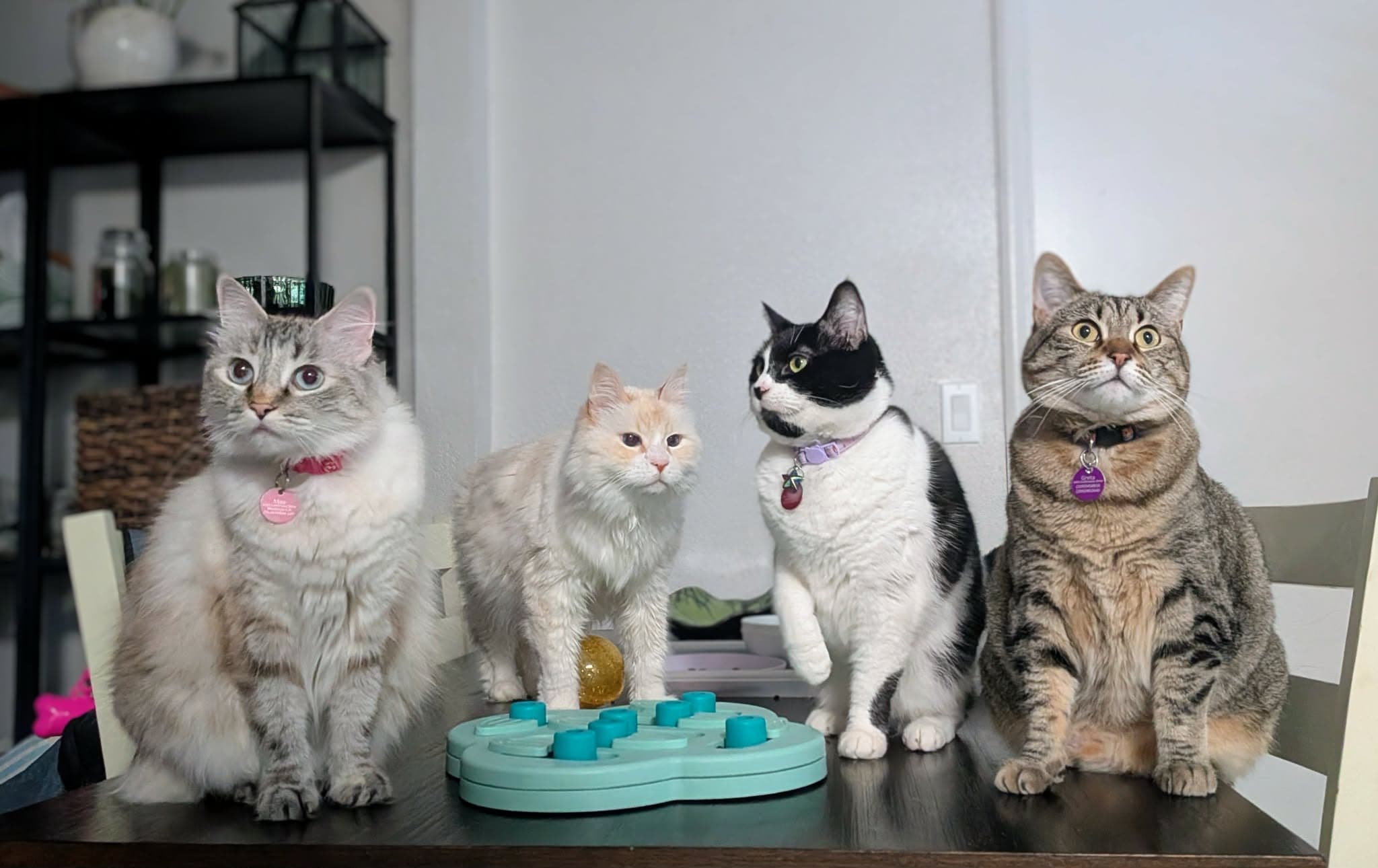 A cat Sharebear cares for