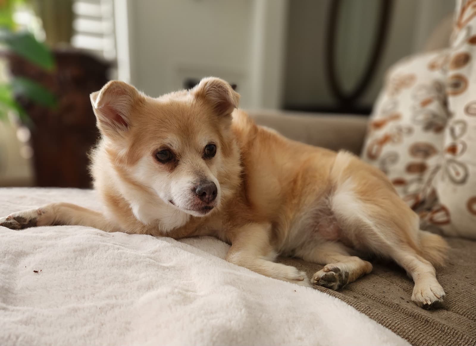 A pet Sharebear cares for