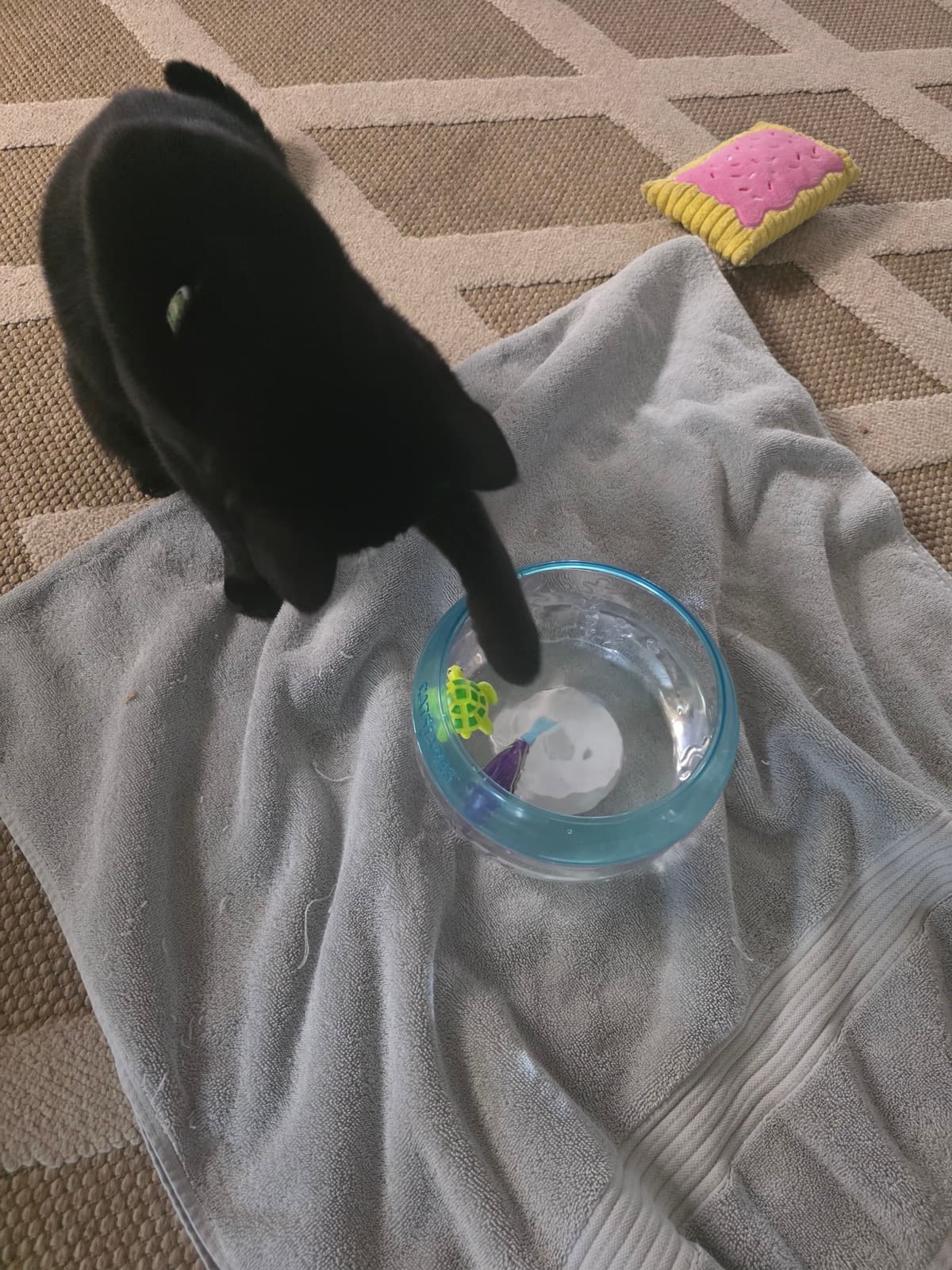 A pet Sharebear cares for